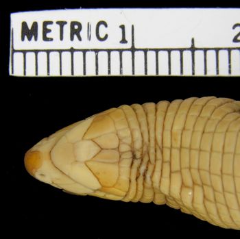 Media type: image; Herpetology R-36945